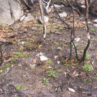 Eucalyptus pauciflora subsp. debeuzevillei (A Snow Gum) at Namadgi National Park - 19 May 2020 by MichaelMulvaney