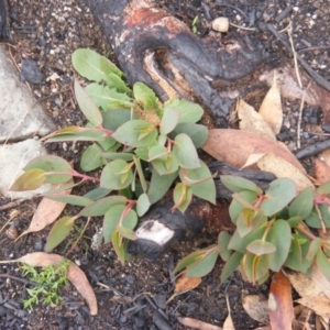 Eucalyptus pauciflora subsp. debeuzevillei at Cotter River, ACT - 19 May 2020