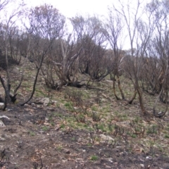 Eucalyptus pauciflora subsp. debeuzevillei at Namadgi National Park - 19 May 2020