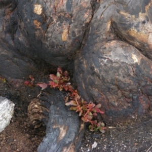 Eucalyptus pauciflora subsp. debeuzevillei at Namadgi National Park - 19 May 2020