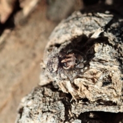 Maratus calcitrans (Kicking peacock spider) at Dunlop, ACT - 15 May 2020 by CathB