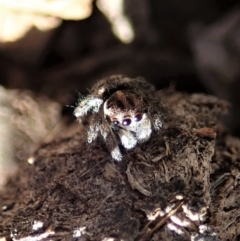 Maratus calcitrans at Dunlop, ACT - suppressed