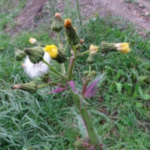 Sonchus oleraceus at Jerrabomberra, ACT - 19 May 2020