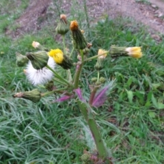 Sonchus oleraceus (Annual Sowthistle) at Jerrabomberra, ACT - 19 May 2020 by Mike