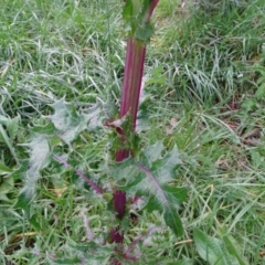 Sonchus oleraceus at Jerrabomberra, ACT - 19 May 2020