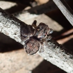 Maratus calcitrans (Kicking peacock spider) at Aranda Bushland - 19 May 2020 by CathB