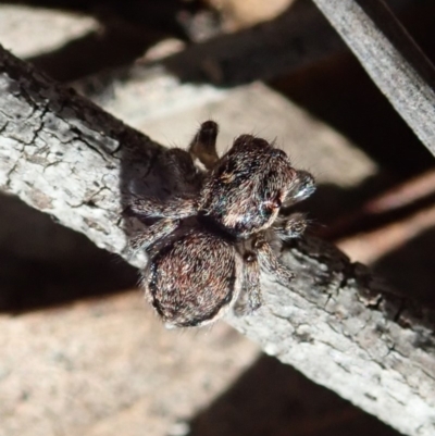 Maratus calcitrans (Kicking peacock spider) at Aranda Bushland - 19 May 2020 by CathB