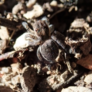 Maratus calcitrans at Point 4372 - 19 May 2020