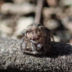 Maratus calcitrans at Point 4372 - suppressed