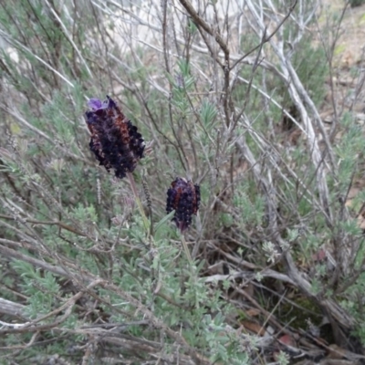 Lavandula stoechas (Spanish Lavender or Topped Lavender) at Isaacs Ridge and Nearby - 19 May 2020 by Mike