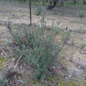 Lavandula stoechas at Isaacs Ridge - 19 May 2020 04:17 PM