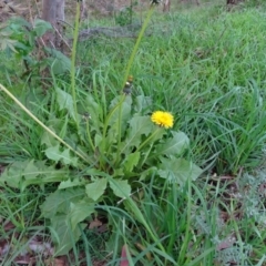 Taraxacum sp. (Dandelion) at Jerrabomberra, ACT - 19 May 2020 by Mike