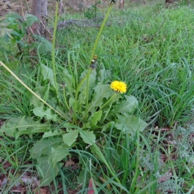 Taraxacum sp. (Dandelion) at Isaacs Ridge and Nearby - 19 May 2020 by Mike