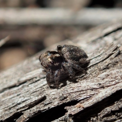 Maratus calcitrans (Kicking peacock spider) at Aranda Bushland - 19 May 2020 by CathB