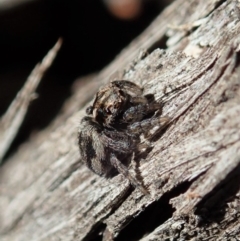 Maratus calcitrans at Point 4372 - suppressed