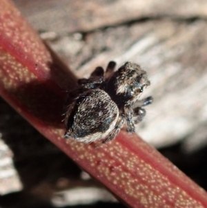 Maratus calcitrans at Point 4372 - suppressed