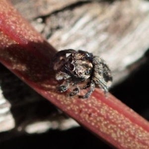 Maratus calcitrans at Point 4372 - suppressed