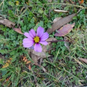 Cosmos bipinnatus at Jerrabomberra, ACT - 19 May 2020