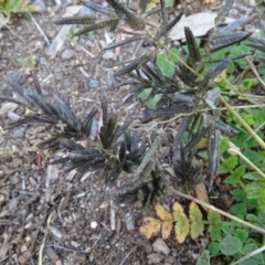 Eragrostis cilianensis (Stinkgrass) at Isaacs Ridge and Nearby - 19 May 2020 by Mike