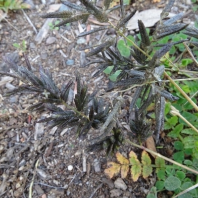 Eragrostis cilianensis (Stinkgrass) at Jerrabomberra, ACT - 19 May 2020 by Mike