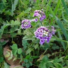 Lobularia maritima (Sweet Alyssum) at Jerrabomberra, ACT - 19 May 2020 by Mike