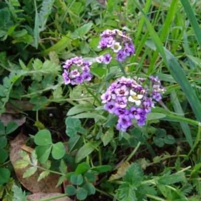 Lobularia maritima (Sweet Alyssum) at Isaacs Ridge and Nearby - 19 May 2020 by Mike