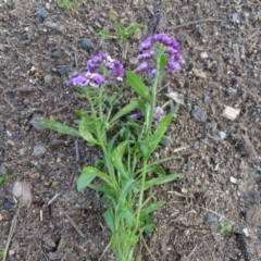 Lobularia maritima at Jerrabomberra, ACT - 19 May 2020