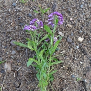 Lobularia maritima at Jerrabomberra, ACT - 19 May 2020 03:59 PM