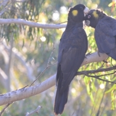 Zanda funerea (Yellow-tailed Black-Cockatoo) at Lower Boro, NSW - 19 May 2020 by mcleana