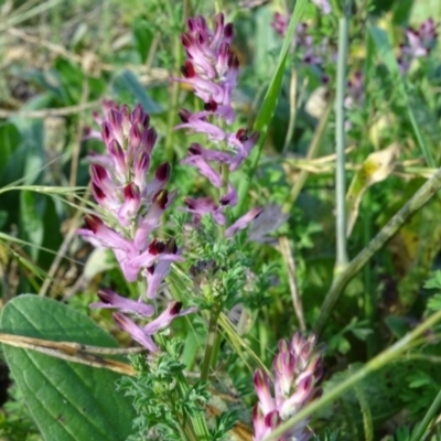 Fumaria sp. (Fumitory) at Jerrabomberra, ACT - 19 May 2020 by Mike