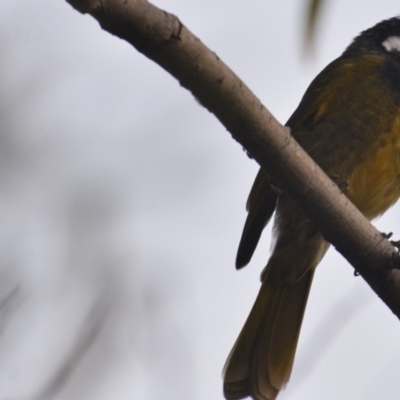 Nesoptilotis leucotis (White-eared Honeyeater) at Boro, NSW - 5 May 2020 by mcleana