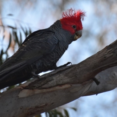 Callocephalon fimbriatum (Gang-gang Cockatoo) at Lower Boro, NSW - 5 May 2020 by mcleana