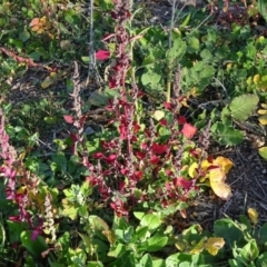Chenopodium album (Fat Hen) at Isaacs Ridge and Nearby - 19 May 2020 by Mike