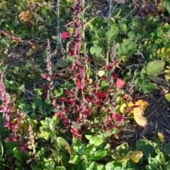 Chenopodium album (Fat Hen) at Jerrabomberra, ACT - 19 May 2020 by Mike