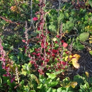 Chenopodium album at Isaacs Ridge and Nearby - 19 May 2020