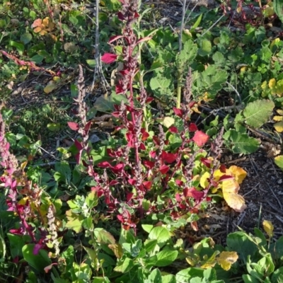 Chenopodium album (Fat Hen) at Jerrabomberra, ACT - 19 May 2020 by Mike