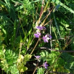 Erodium cicutarium (Common Storksbill, Common Crowfoot) at Isaacs Ridge and Nearby - 19 May 2020 by Mike