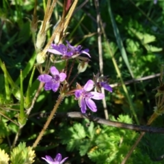 Erodium cicutarium at Isaacs Ridge - 19 May 2020 03:20 PM