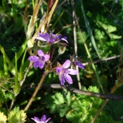 Erodium cicutarium at Isaacs Ridge - 19 May 2020