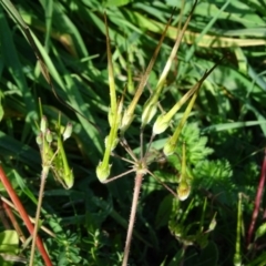 Erodium cicutarium at Isaacs Ridge - 19 May 2020