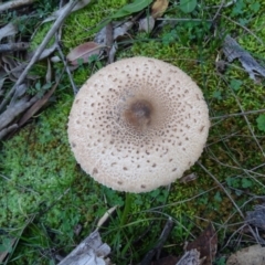 Macrolepiota sp. at Jerrabomberra, ACT - 19 May 2020 by Mike