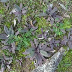 Ajuga australis (Austral Bugle) at Jerrabomberra, ACT - 19 May 2020 by Mike