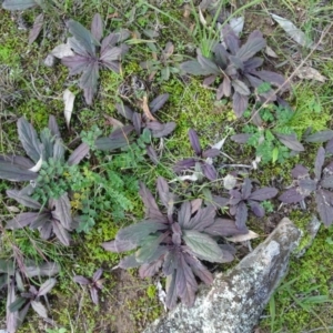 Ajuga australis at Isaacs Ridge and Nearby - 19 May 2020 02:54 PM