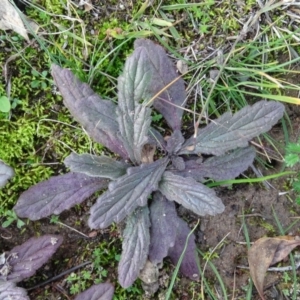 Ajuga australis at Isaacs Ridge and Nearby - 19 May 2020 02:54 PM