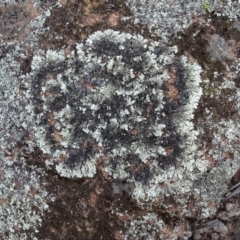 Parmeliaceae (family) (A lichen family) at Isaacs Ridge and Nearby - 18 May 2020 by Mike