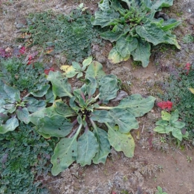 Echium plantagineum (Paterson's Curse) at Isaacs Ridge and Nearby - 18 May 2020 by Mike