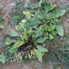 Echium plantagineum at Isaacs, ACT - 18 May 2020