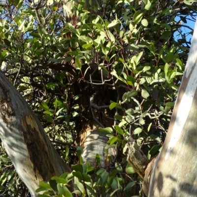 Muellerina eucalyptoides (Creeping Mistletoe) at Isaacs, ACT - 18 May 2020 by Mike