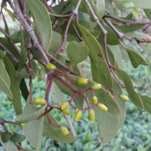 Muellerina eucalyptoides at Isaacs, ACT - 18 May 2020 04:06 PM