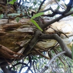 Muellerina eucalyptoides at Isaacs, ACT - 18 May 2020